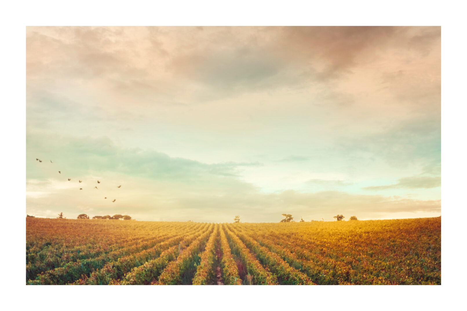 Lance 404 Cantina della volta